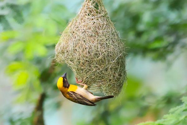 Orioles Build Intricate Nests